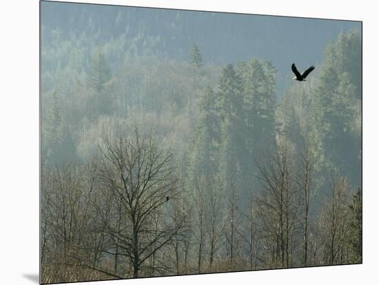 A Bald Eagle Flies Through the Mist High Above the Skagit River-null-Mounted Photographic Print