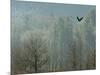 A Bald Eagle Flies Through the Mist High Above the Skagit River-null-Mounted Photographic Print