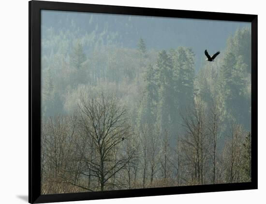 A Bald Eagle Flies Through the Mist High Above the Skagit River-null-Framed Photographic Print