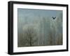 A Bald Eagle Flies Through the Mist High Above the Skagit River-null-Framed Photographic Print