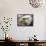 A Bald Eagle from the World Bird Sanctuary Looks on During the Playing of the National Anthem-null-Framed Stretched Canvas displayed on a wall