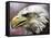 A Bald Eagle from the World Bird Sanctuary Looks on During the Playing of the National Anthem-null-Framed Stretched Canvas