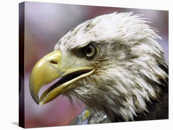 A Bald Eagle from the World Bird Sanctuary Looks on During the Playing of the National Anthem-null-Stretched Canvas