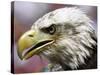 A Bald Eagle from the World Bird Sanctuary Looks on During the Playing of the National Anthem-null-Stretched Canvas