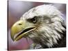 A Bald Eagle from the World Bird Sanctuary Looks on During the Playing of the National Anthem-null-Stretched Canvas