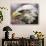 A Bald Eagle from the World Bird Sanctuary Looks on During the Playing of the National Anthem-null-Premium Photographic Print displayed on a wall