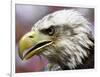 A Bald Eagle from the World Bird Sanctuary Looks on During the Playing of the National Anthem-null-Framed Photographic Print