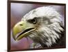 A Bald Eagle from the World Bird Sanctuary Looks on During the Playing of the National Anthem-null-Framed Photographic Print