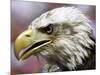 A Bald Eagle from the World Bird Sanctuary Looks on During the Playing of the National Anthem-null-Mounted Photographic Print