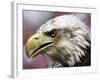 A Bald Eagle from the World Bird Sanctuary Looks on During the Playing of the National Anthem-null-Framed Photographic Print