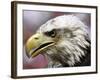 A Bald Eagle from the World Bird Sanctuary Looks on During the Playing of the National Anthem-null-Framed Photographic Print