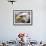 A Bald Eagle from the World Bird Sanctuary Looks on During the Playing of the National Anthem-null-Framed Photographic Print displayed on a wall