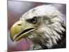 A Bald Eagle from the World Bird Sanctuary Looks on During the Playing of the National Anthem-null-Mounted Photographic Print