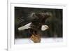 A Bald Eagle (Haliaeetus Leucocephalus) Taking Off.-Chris Hill-Framed Photographic Print