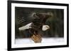 A Bald Eagle (Haliaeetus Leucocephalus) Taking Off.-Chris Hill-Framed Photographic Print