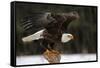 A Bald Eagle (Haliaeetus Leucocephalus) Taking Off.-Chris Hill-Framed Stretched Canvas