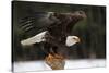 A Bald Eagle (Haliaeetus Leucocephalus) Taking Off.-Chris Hill-Stretched Canvas