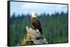 A bald eagle perching on a dead tree of Bowron Lake in Bowron Lake Provincial Park, B.C.-Richard Wright-Framed Stretched Canvas