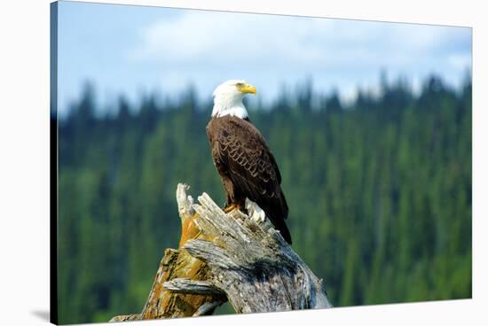 A bald eagle perching on a dead tree of Bowron Lake in Bowron Lake Provincial Park, B.C.-Richard Wright-Stretched Canvas