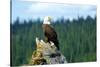 A bald eagle perching on a dead tree of Bowron Lake in Bowron Lake Provincial Park, B.C.-Richard Wright-Stretched Canvas