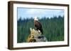 A bald eagle perching on a dead tree of Bowron Lake in Bowron Lake Provincial Park, B.C.-Richard Wright-Framed Photographic Print