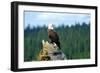 A bald eagle perching on a dead tree of Bowron Lake in Bowron Lake Provincial Park, B.C.-Richard Wright-Framed Photographic Print