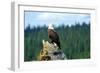 A bald eagle perching on a dead tree of Bowron Lake in Bowron Lake Provincial Park, B.C.-Richard Wright-Framed Photographic Print