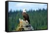 A bald eagle perching on a dead tree of Bowron Lake in Bowron Lake Provincial Park, B.C.-Richard Wright-Framed Stretched Canvas