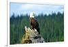 A bald eagle perching on a dead tree of Bowron Lake in Bowron Lake Provincial Park, B.C.-Richard Wright-Framed Photographic Print