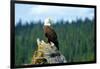 A bald eagle perching on a dead tree of Bowron Lake in Bowron Lake Provincial Park, B.C.-Richard Wright-Framed Photographic Print