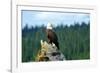 A bald eagle perching on a dead tree of Bowron Lake in Bowron Lake Provincial Park, B.C.-Richard Wright-Framed Photographic Print