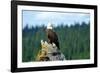 A bald eagle perching on a dead tree of Bowron Lake in Bowron Lake Provincial Park, B.C.-Richard Wright-Framed Photographic Print