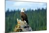 A bald eagle perching on a dead tree of Bowron Lake in Bowron Lake Provincial Park, B.C.-Richard Wright-Mounted Photographic Print