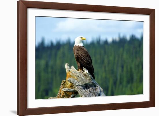 A bald eagle perching on a dead tree of Bowron Lake in Bowron Lake Provincial Park, B.C.-Richard Wright-Framed Photographic Print