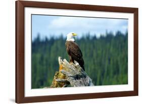 A bald eagle perching on a dead tree of Bowron Lake in Bowron Lake Provincial Park, B.C.-Richard Wright-Framed Photographic Print