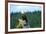 A bald eagle perching on a dead tree of Bowron Lake in Bowron Lake Provincial Park, B.C.-Richard Wright-Framed Photographic Print