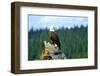 A bald eagle perching on a dead tree of Bowron Lake in Bowron Lake Provincial Park, B.C.-Richard Wright-Framed Photographic Print