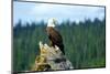 A bald eagle perching on a dead tree of Bowron Lake in Bowron Lake Provincial Park, B.C.-Richard Wright-Mounted Photographic Print