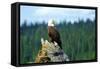 A bald eagle perching on a dead tree of Bowron Lake in Bowron Lake Provincial Park, B.C.-Richard Wright-Framed Stretched Canvas