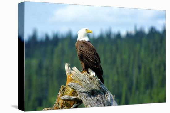 A bald eagle perching on a dead tree of Bowron Lake in Bowron Lake Provincial Park, B.C.-Richard Wright-Stretched Canvas