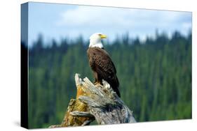 A bald eagle perching on a dead tree of Bowron Lake in Bowron Lake Provincial Park, B.C.-Richard Wright-Stretched Canvas