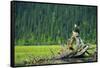A Bald Eagle Perching on a Dead Tree Scans the Marsh of Bowron Lake-Richard Wright-Framed Stretched Canvas