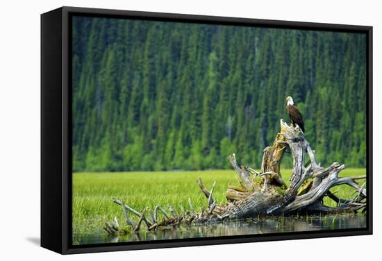 A Bald Eagle Perching on a Dead Tree Scans the Marsh of Bowron Lake-Richard Wright-Framed Stretched Canvas