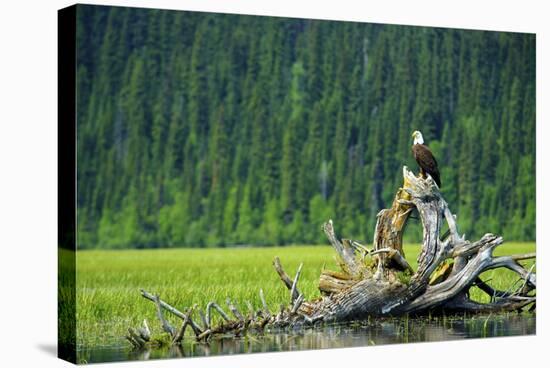 A Bald Eagle Perching on a Dead Tree Scans the Marsh of Bowron Lake-Richard Wright-Stretched Canvas