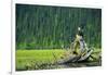 A Bald Eagle Perching on a Dead Tree Scans the Marsh of Bowron Lake-Richard Wright-Framed Photographic Print