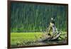 A Bald Eagle Perching on a Dead Tree Scans the Marsh of Bowron Lake-Richard Wright-Framed Photographic Print