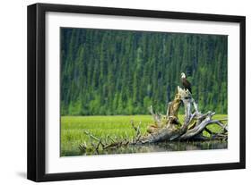 A Bald Eagle Perching on a Dead Tree Scans the Marsh of Bowron Lake-Richard Wright-Framed Photographic Print