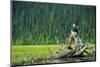 A Bald Eagle Perching on a Dead Tree Scans the Marsh of Bowron Lake-Richard Wright-Mounted Photographic Print