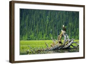 A Bald Eagle Perching on a Dead Tree Scans the Marsh of Bowron Lake-Richard Wright-Framed Photographic Print