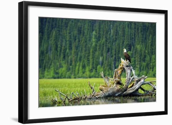 A Bald Eagle Perching on a Dead Tree Scans the Marsh of Bowron Lake-Richard Wright-Framed Photographic Print